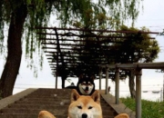 爱游戏娱乐-霍勒迪的沉默统治，当雄鹿的盾，击穿了勇士的矛