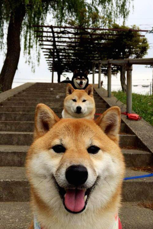 霍勒迪的沉默统治，当雄鹿的盾，击穿了勇士的矛